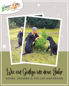 Lächelnde Frau sitzt mit zwei aufmerksamen Hunden um einen frisch eingepflanzten Ginkgo Baum, Spruch auf dem Bild Wie ein Ginkgo ins neue Jahr